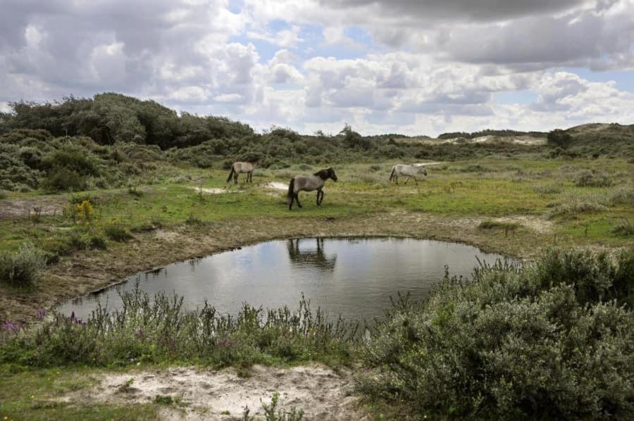 Vakantiehuisje Aan Zee Vlakbij Plopsaland En Het Strand - Casa Memphis 德帕内 外观 照片